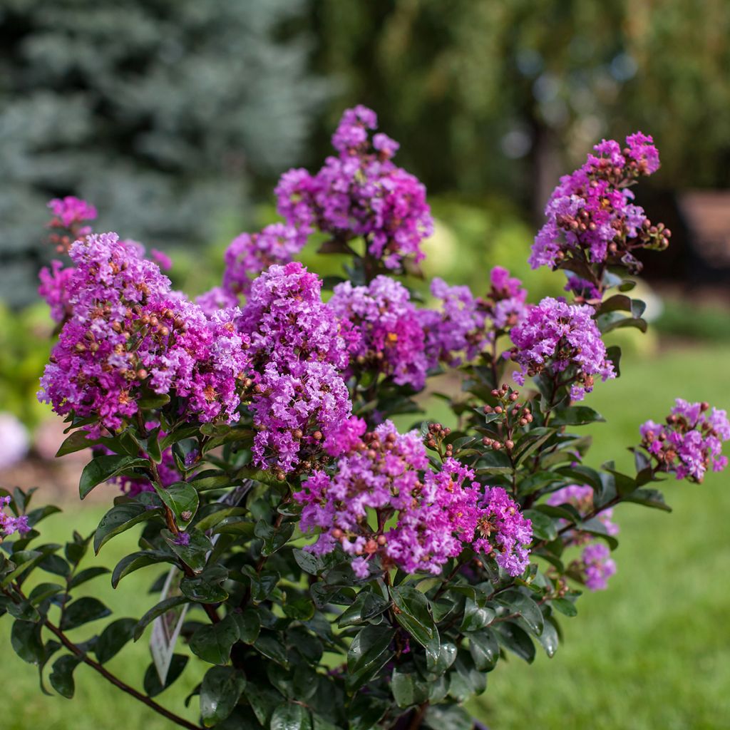 Lagerstroemia indica Purple Magic - Indische sering