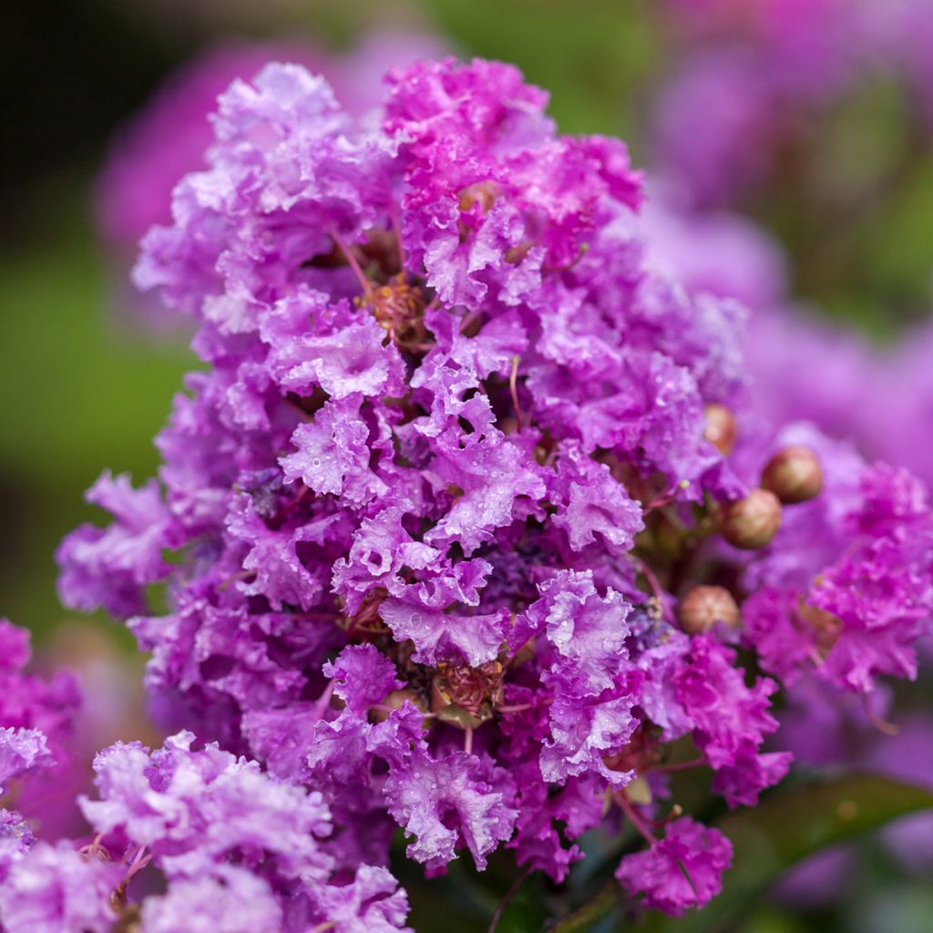Lagerstroemia indica Purple Magic - Indische sering