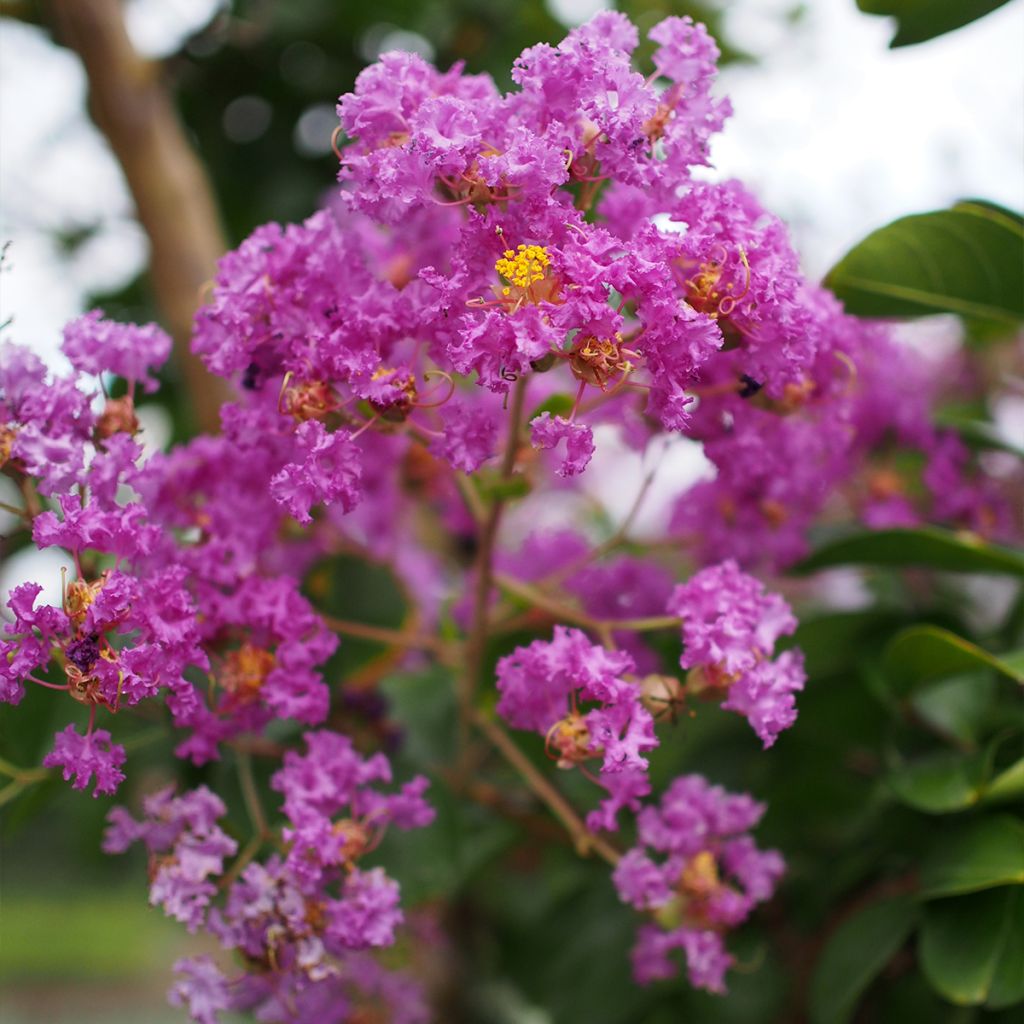 Lagerstroemia indica Pécharmant - Indische sering