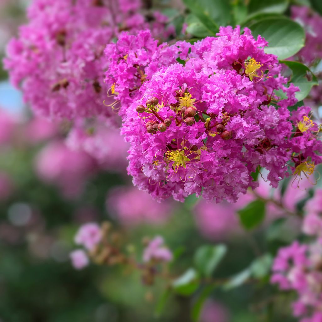 Lagerstroemia indica Pécharmant - Indische sering