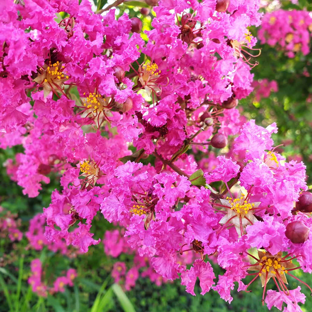 Lagerstroemia indica Pécharmant - Indische sering