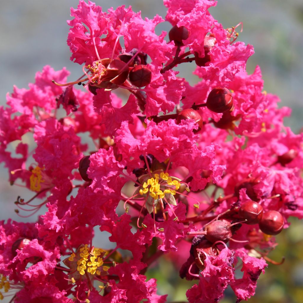 Lagerstroemia indica Saint Emilion - Indische sering