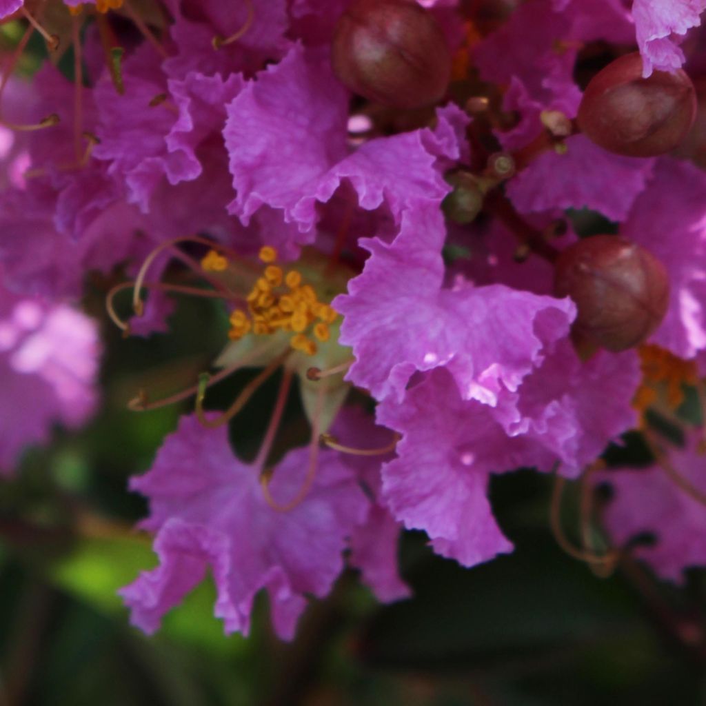 Lagerstroemia indica Souvenir d'Hubert Puard - Indische sering