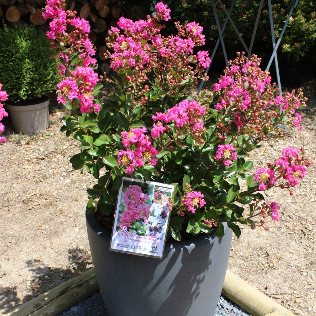 Lagerstroemia indica Terrasse Roze - Indische sering