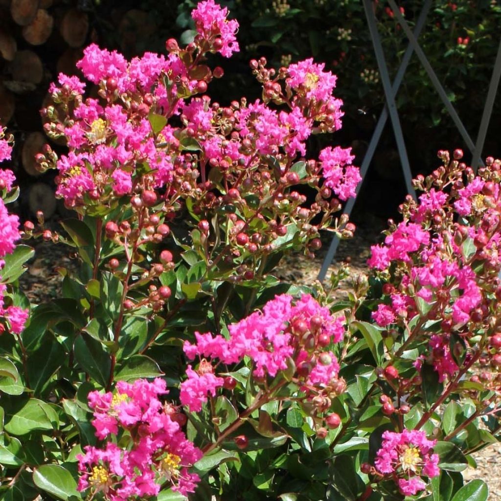 Lagerstroemia indica Terrasse Roze - Indische sering