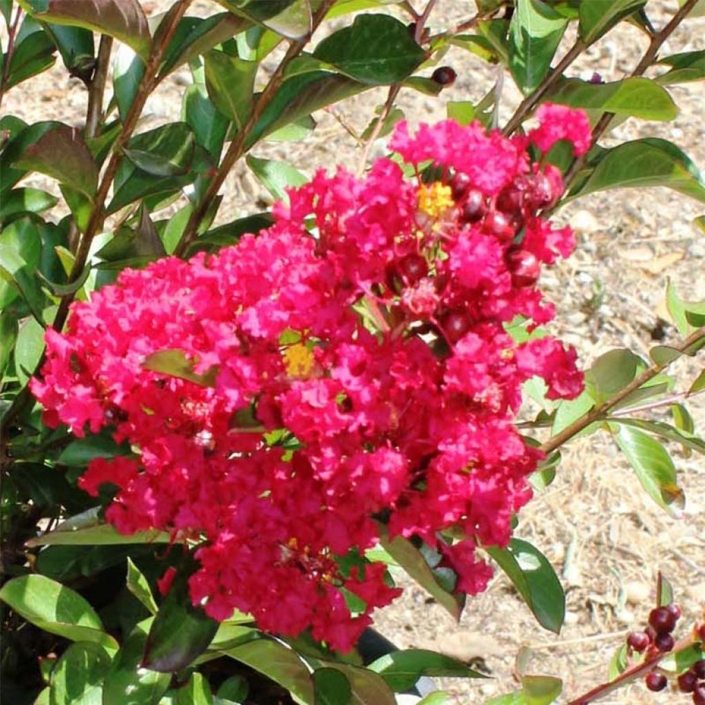 Lagerstroemia indica Terrasse Rouge - Indische sering