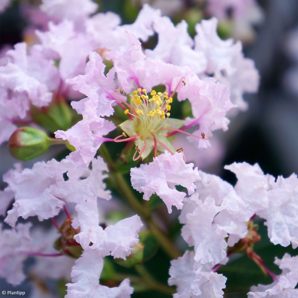 Lagerstroemia indica With Love Babe - Indische sering