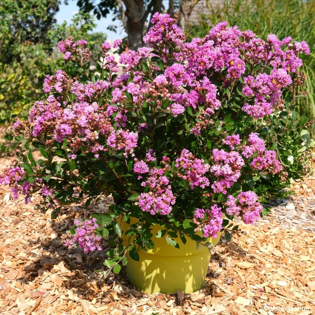 Lagerstroemia Gourmet Violetta - Indische sering
