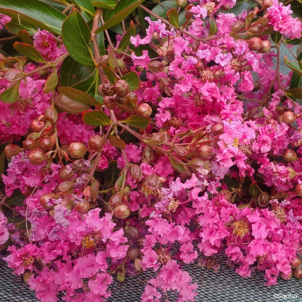Lagerstroemia indica Mimie Rose - Indische sering