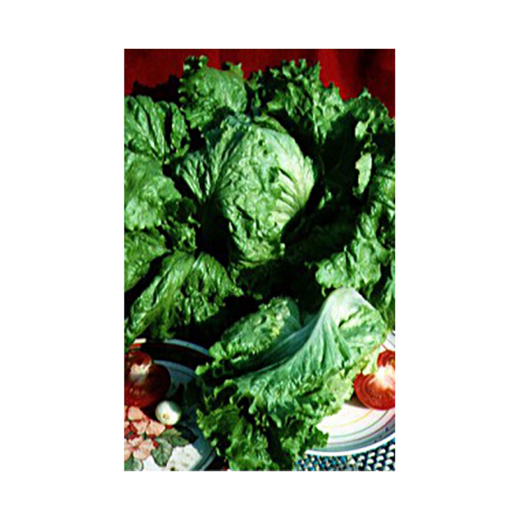 Bataviasla Dorée de Printemps