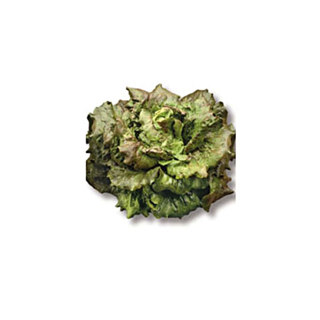 Laitue Batavia Rossia