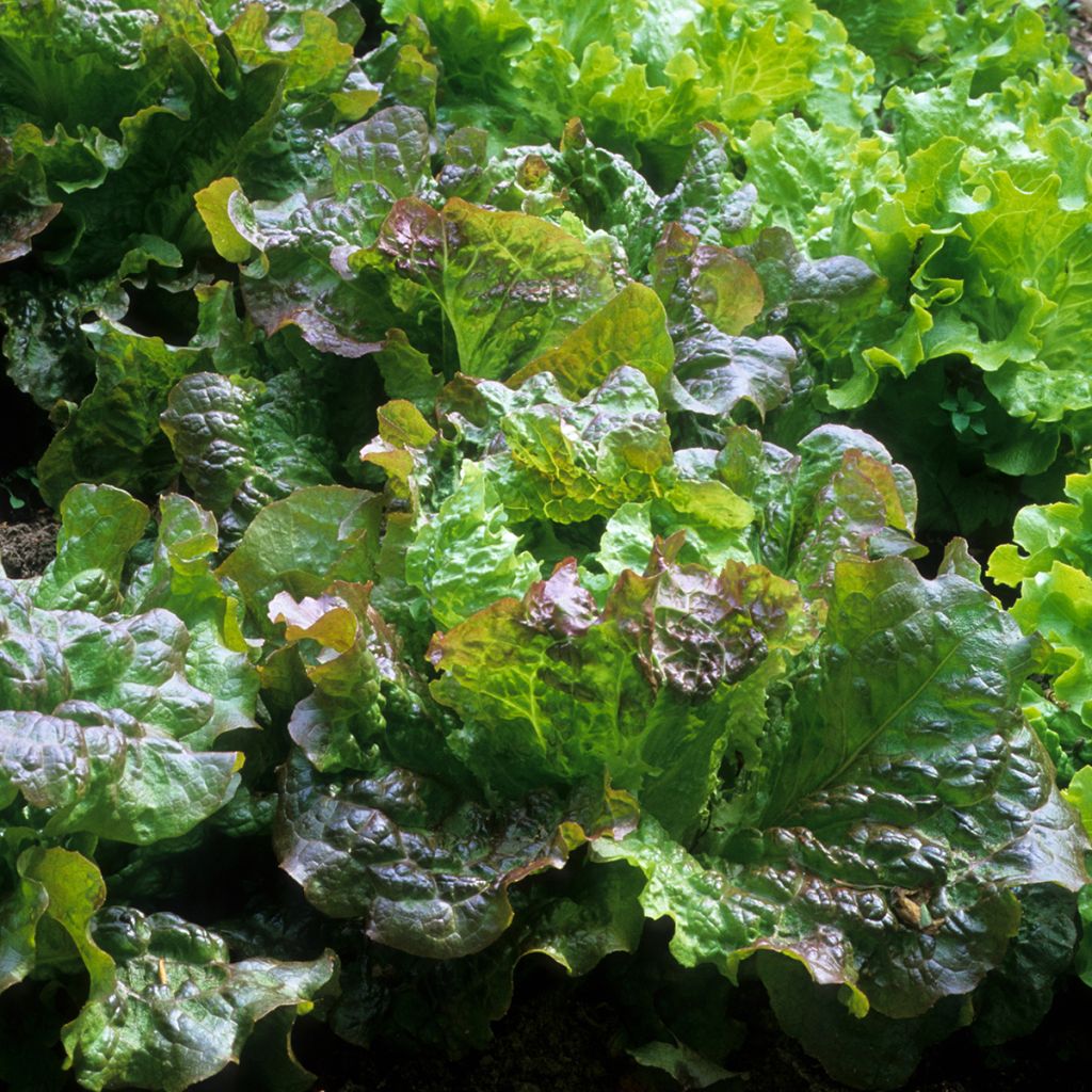 Bataviasla Rouge Grenobloise