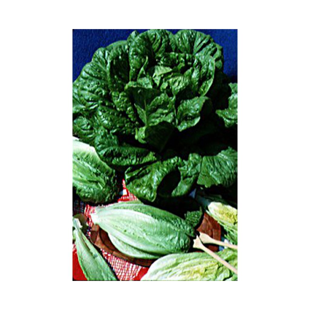 Romaine sla Blonde Maraîchère