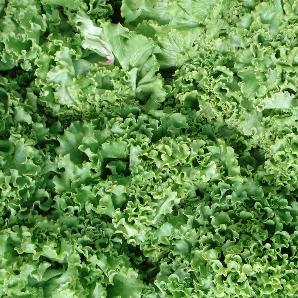 Snijsla Grand Rapids