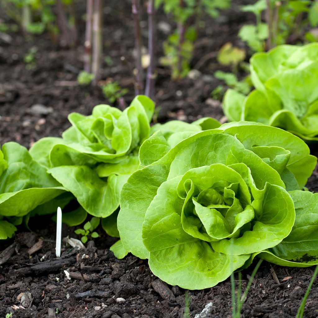 Kropsla Reine de Mai (Meikoningin)