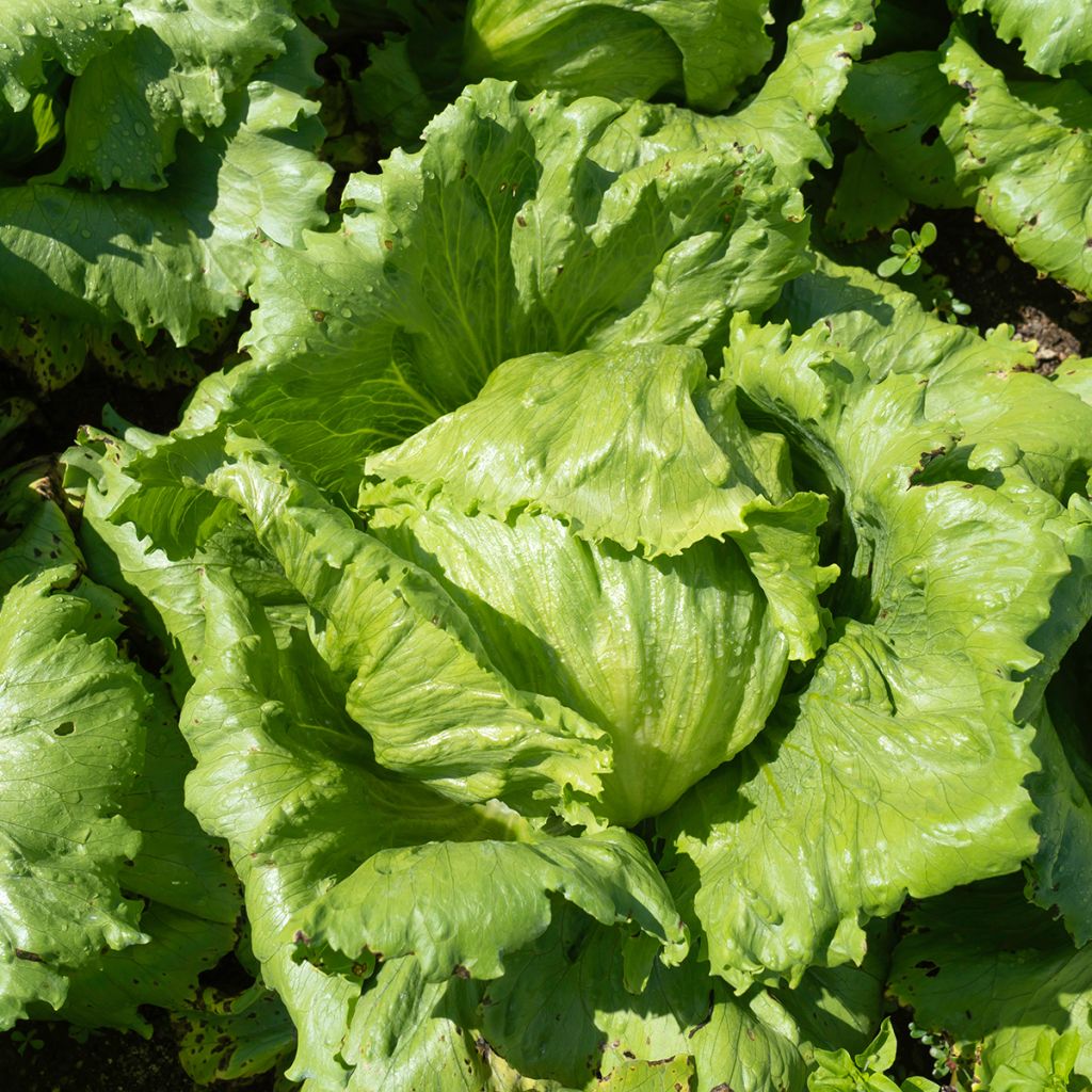 Kropsla Reine de Mai (Meikoningin)