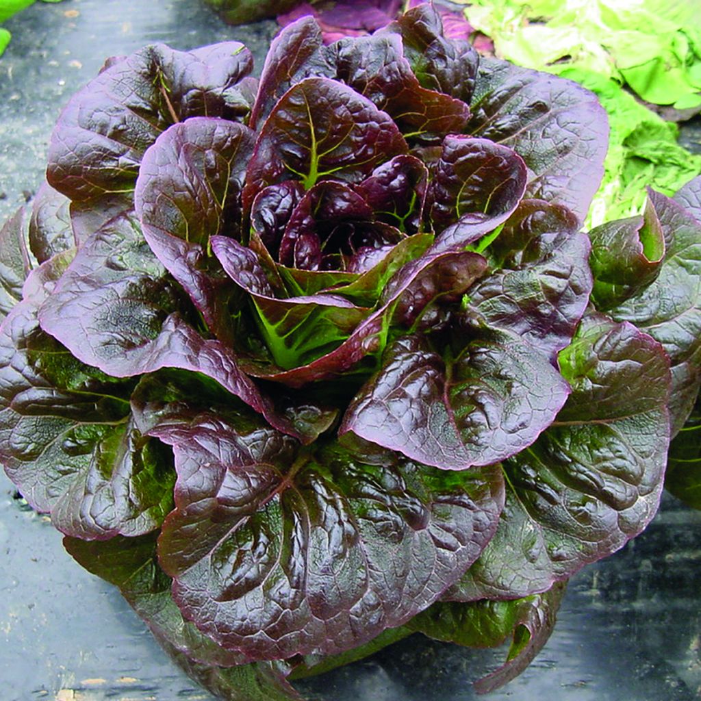 Romaine sla Ovired