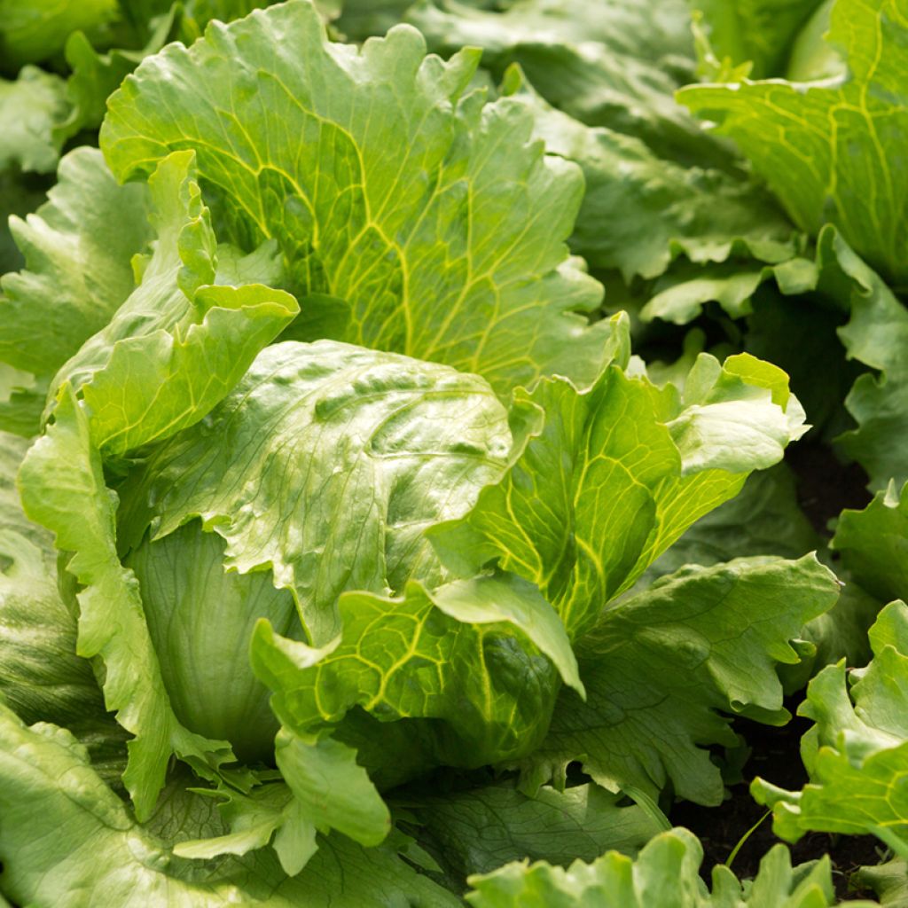 Bataviasla Hollywood