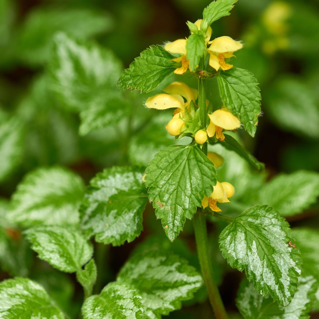Lamium galeobdolon - Gele dovenetel