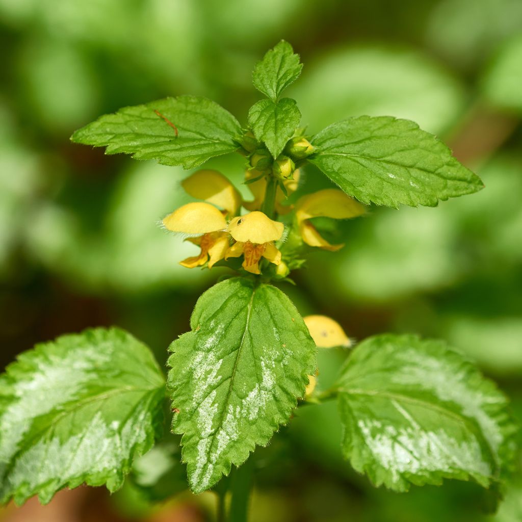 Lamium galeobdolon - Gele dovenetel