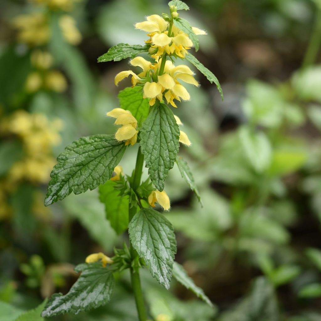 Lamium galeobdolon - Gele dovenetel