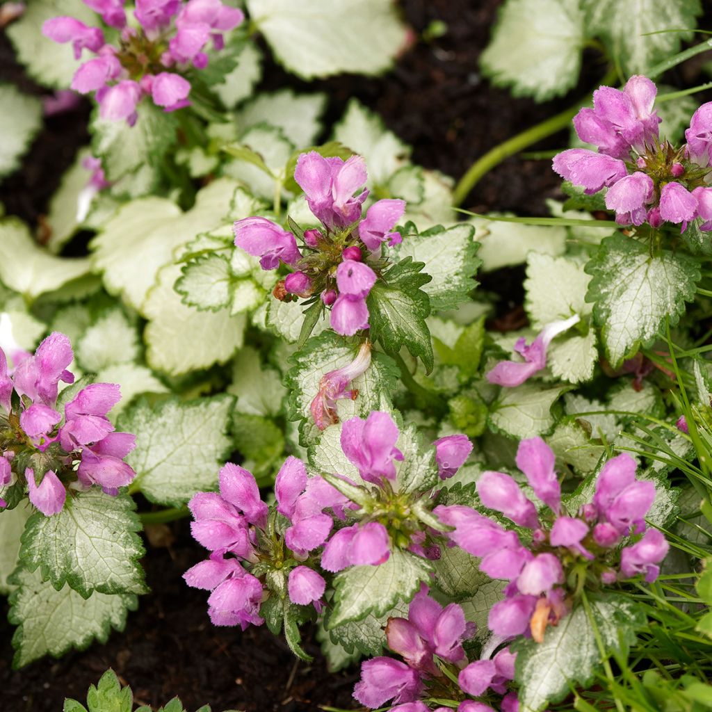 Lamium maculatum Beacon Silver - Gevlekte dovenetel