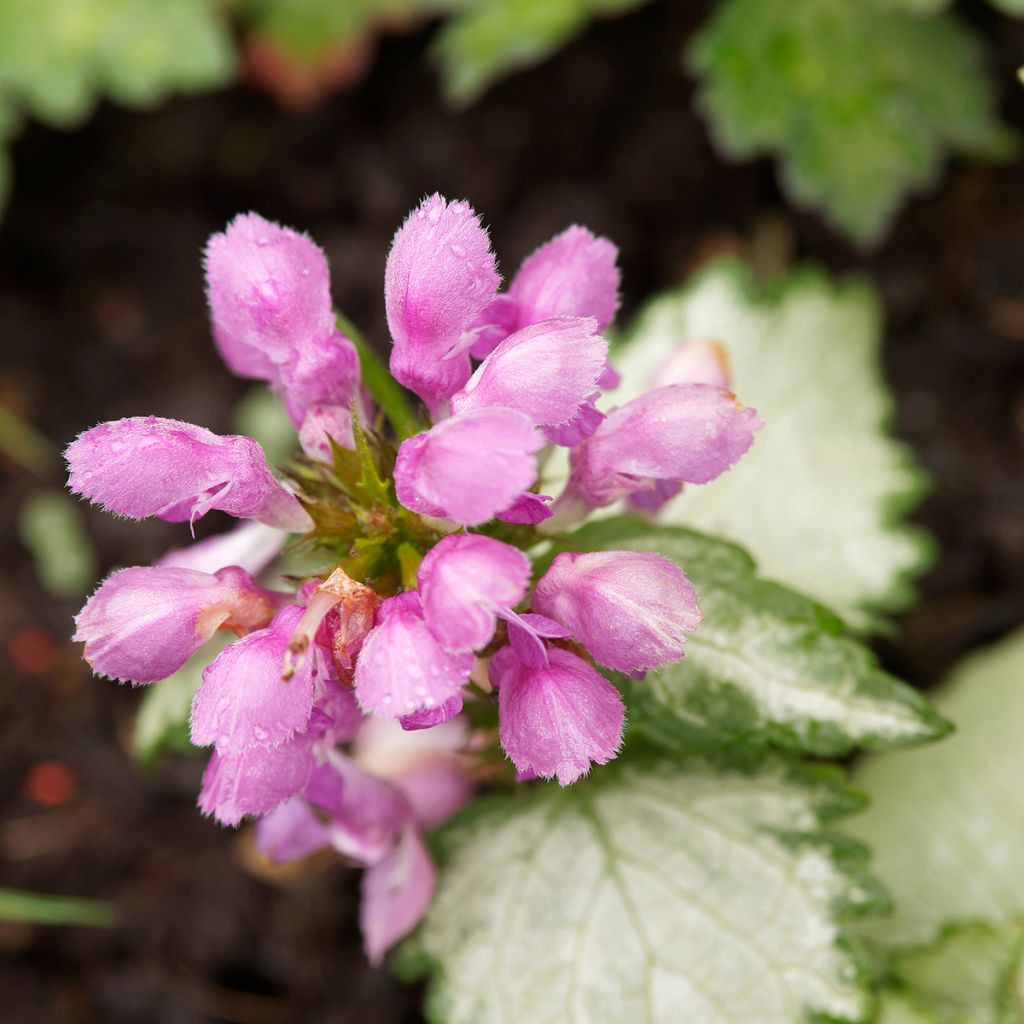 Lamium maculatum Beacon Silver - Gevlekte dovenetel