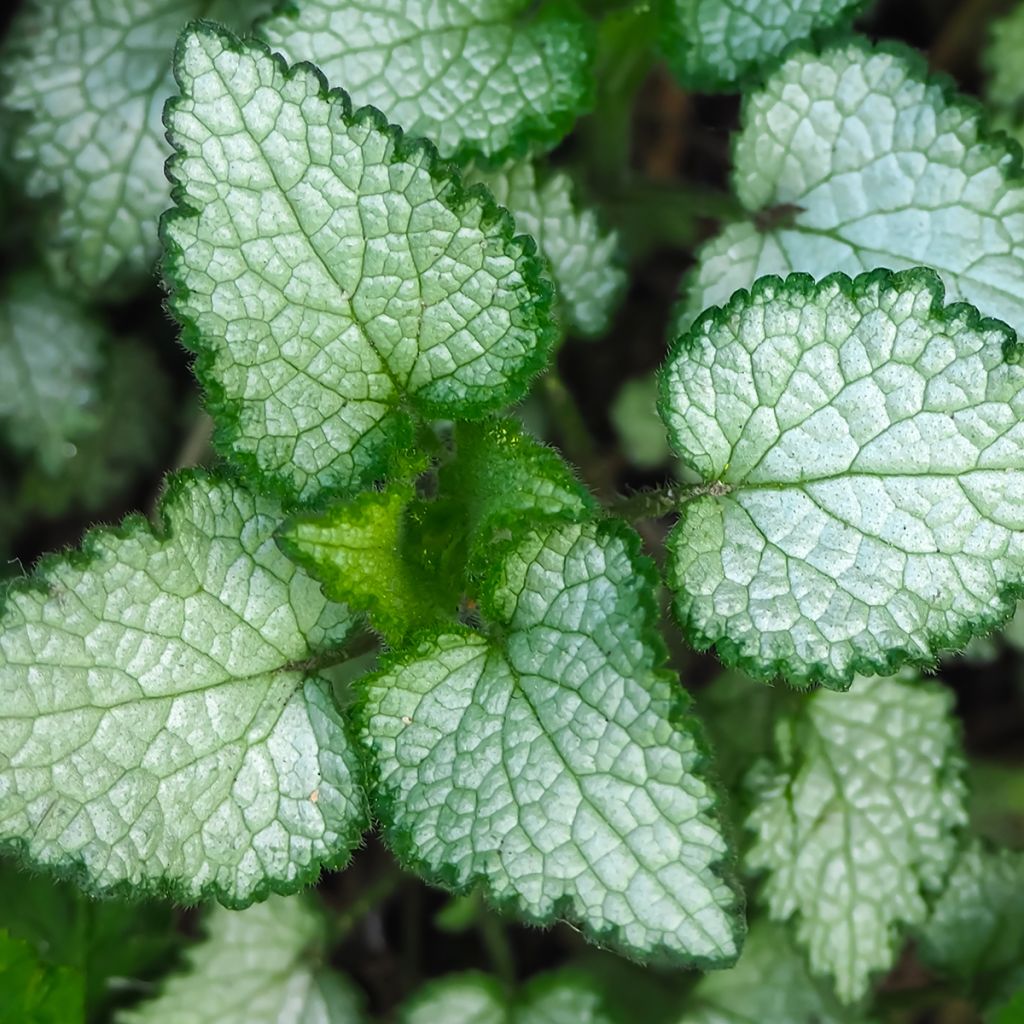 Lamium maculatum Beacon Silver - Gevlekte dovenetel