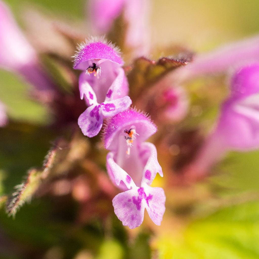 Lamium maculatum Beacon Silver - Gevlekte dovenetel