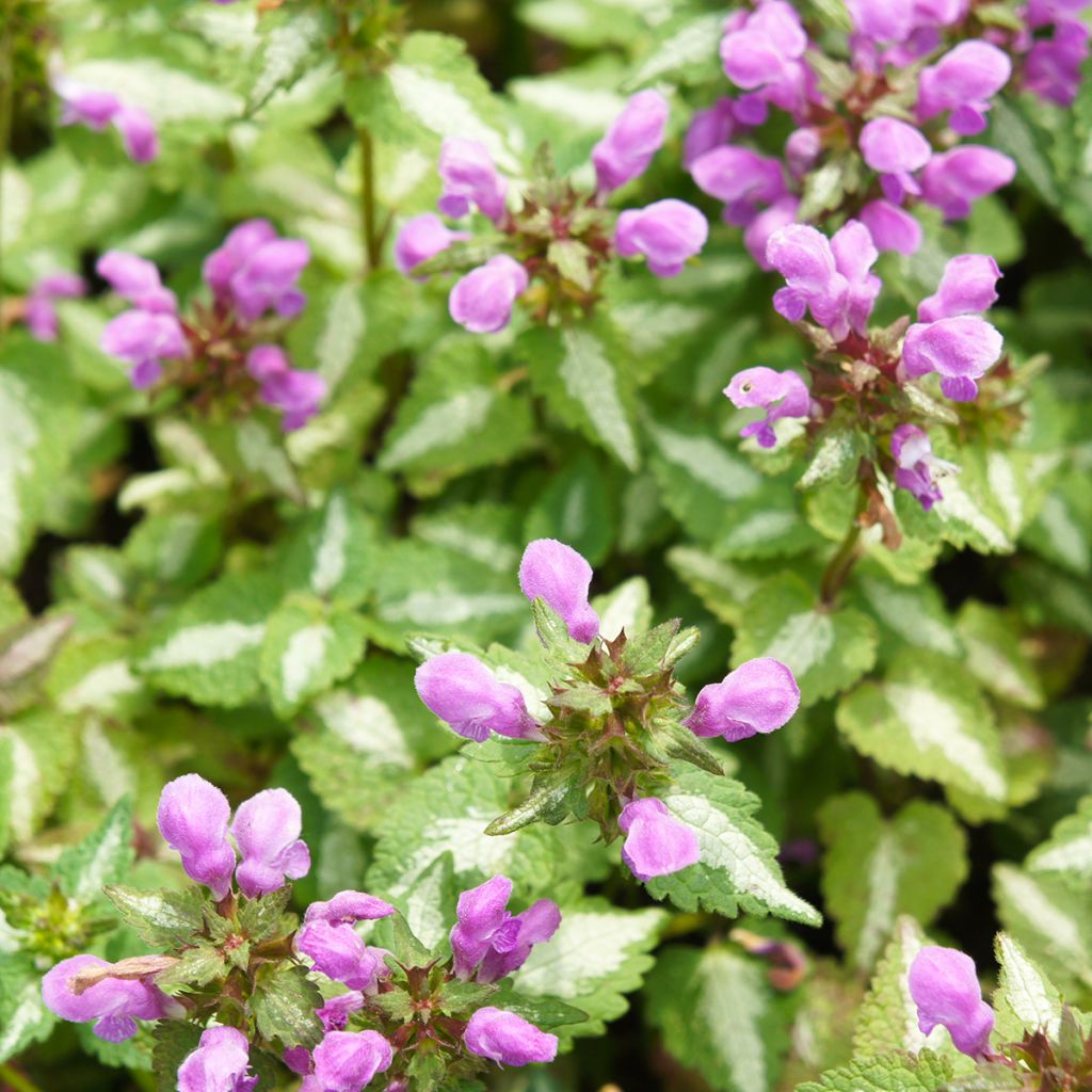 Lamium maculatum Pink Pewter - Gevlekte dovenetel