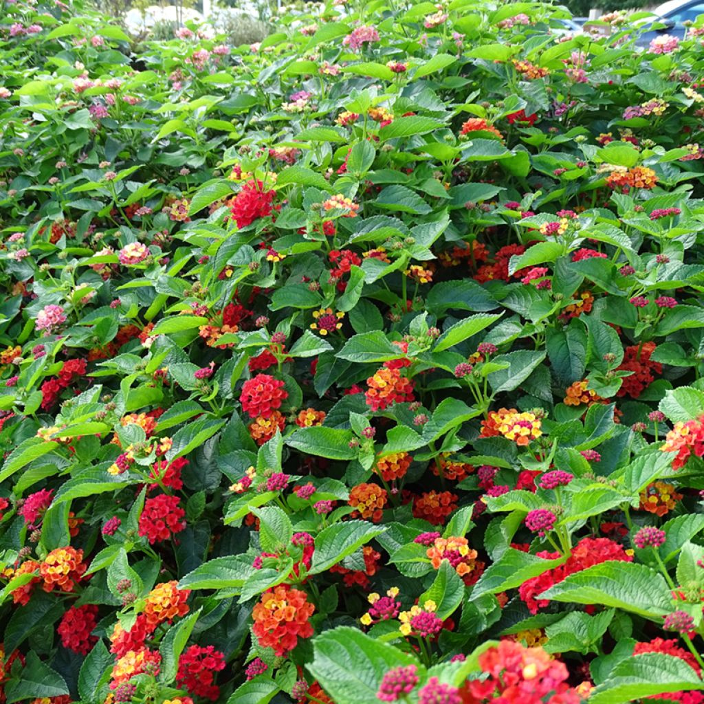 Lantana Bloomify Rood - Wandelaar