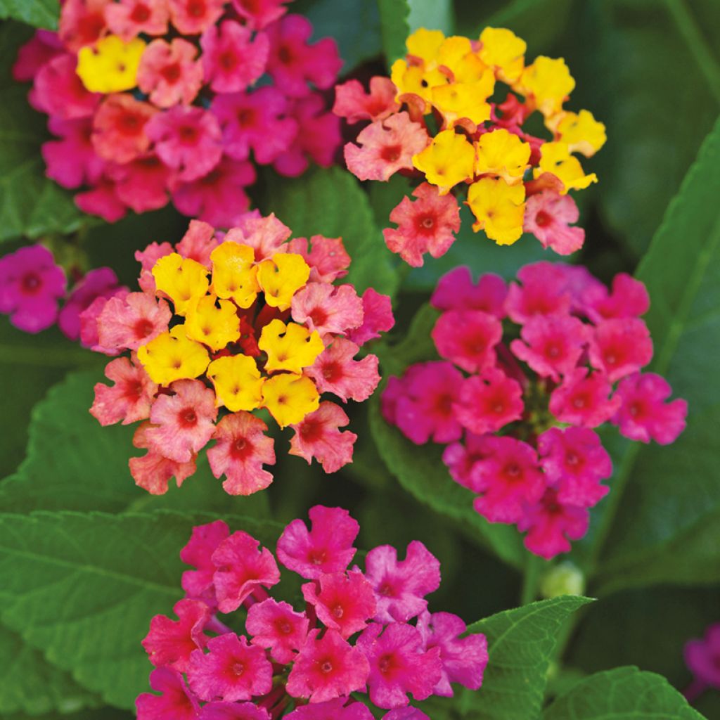 Lantana Bloomify Roze - Wandelaar