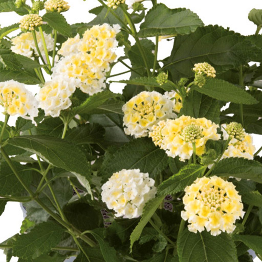 Lantana Bloomify Wit - Wandelaar