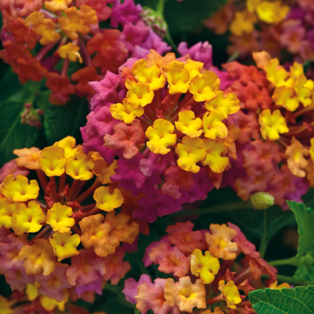 Lantana PassionFruit - Wandelaar