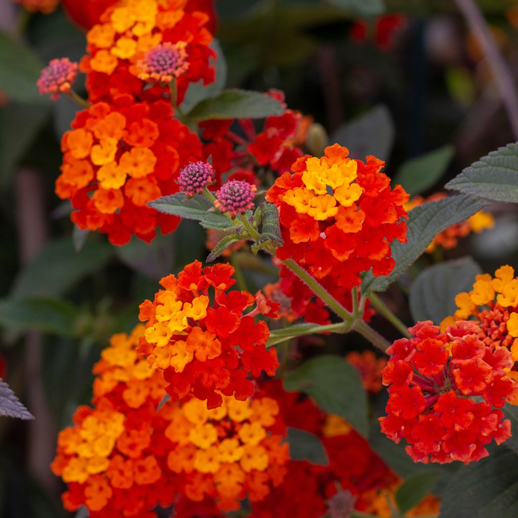 Lantana camara Shamrock Red - Wandelaar
