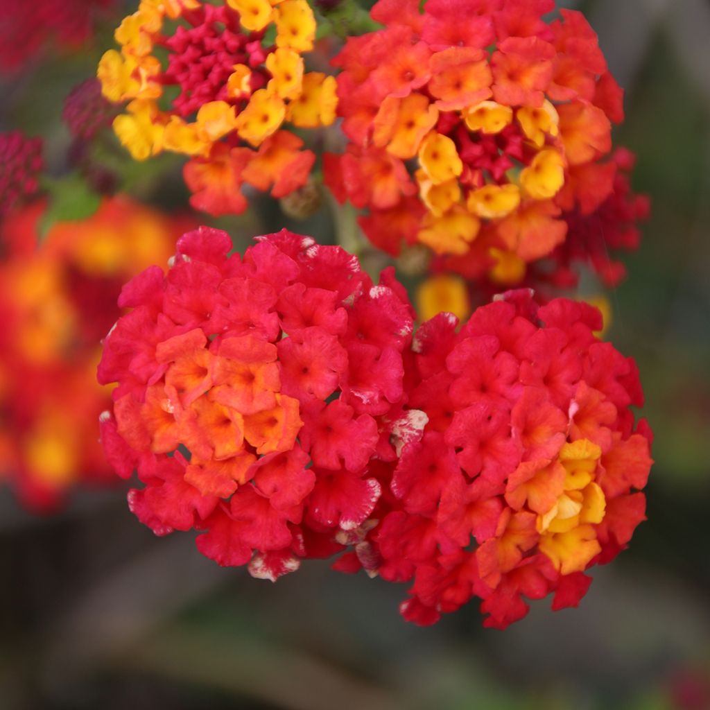 Lantana camara Shamrock Red - Wandelaar