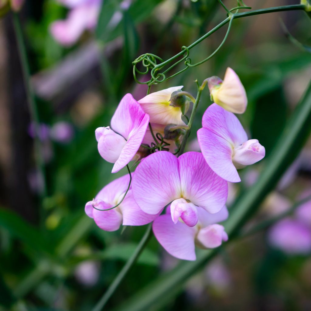 Lathyrus latifolius Roze Pearl - Wilde pronkerwt