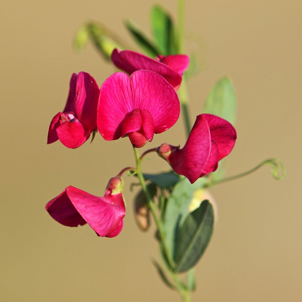 Lathyrus latifolius Rood Pearl - Wilde pronkerwt