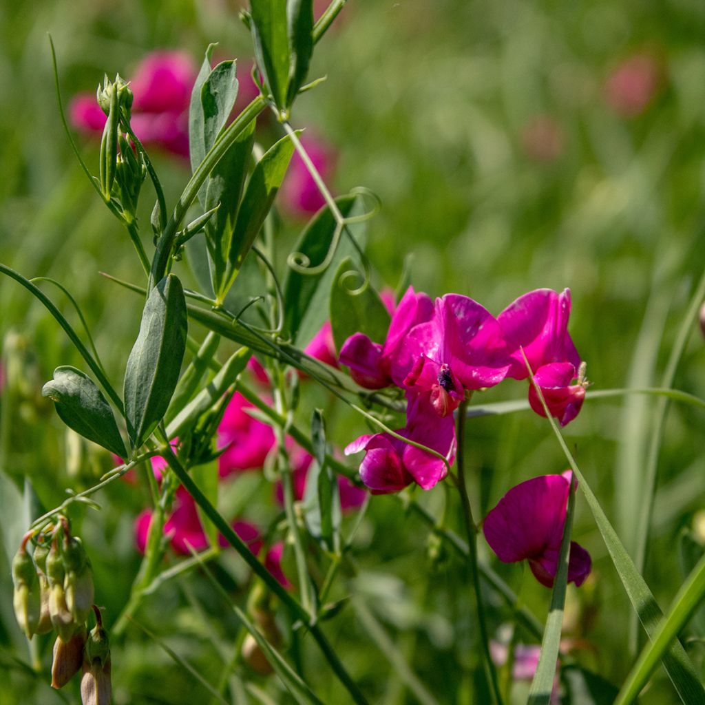 Lathyrus latifolius Rood Pearl - Wilde pronkerwt