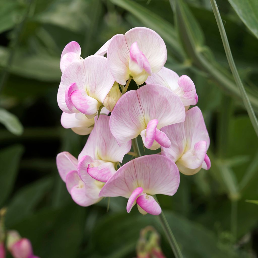 Lathyrus latifolius Roze Pearl - Wilde pronkerwt