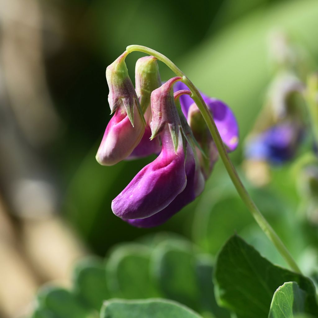 Lathyrus maritimus - Zeelathyrus