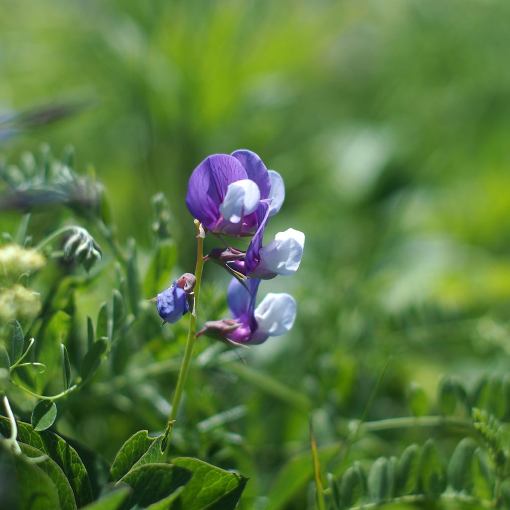 Lathyrus maritimus - Zeelathyrus