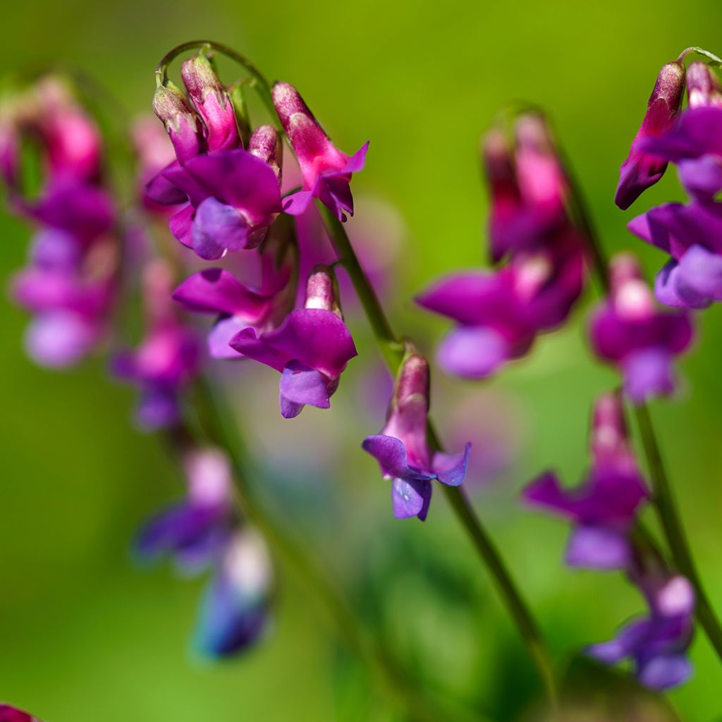 Lathyrus vernus - Voorjaarslathyrus