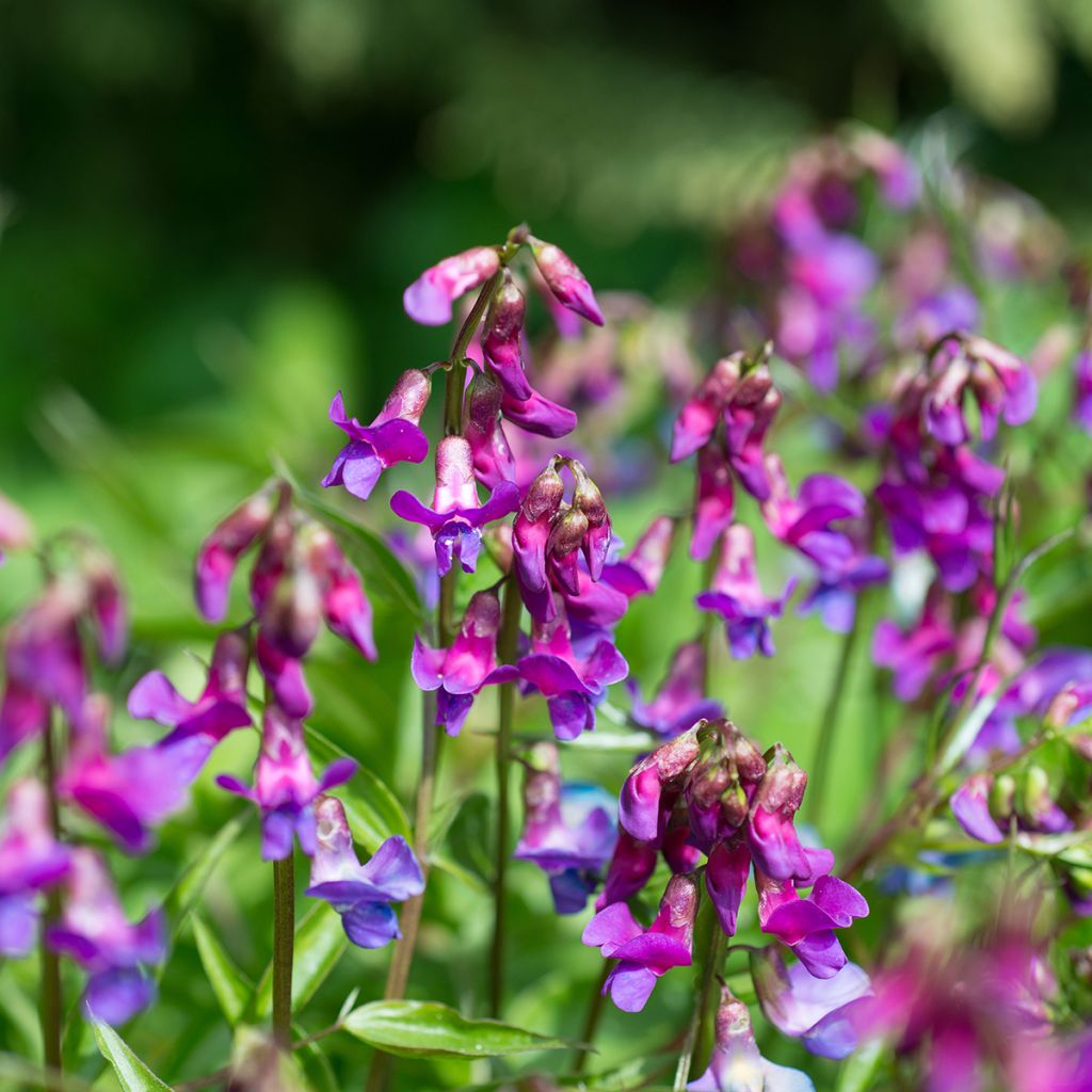 Lathyrus vernus - Voorjaarslathyrus