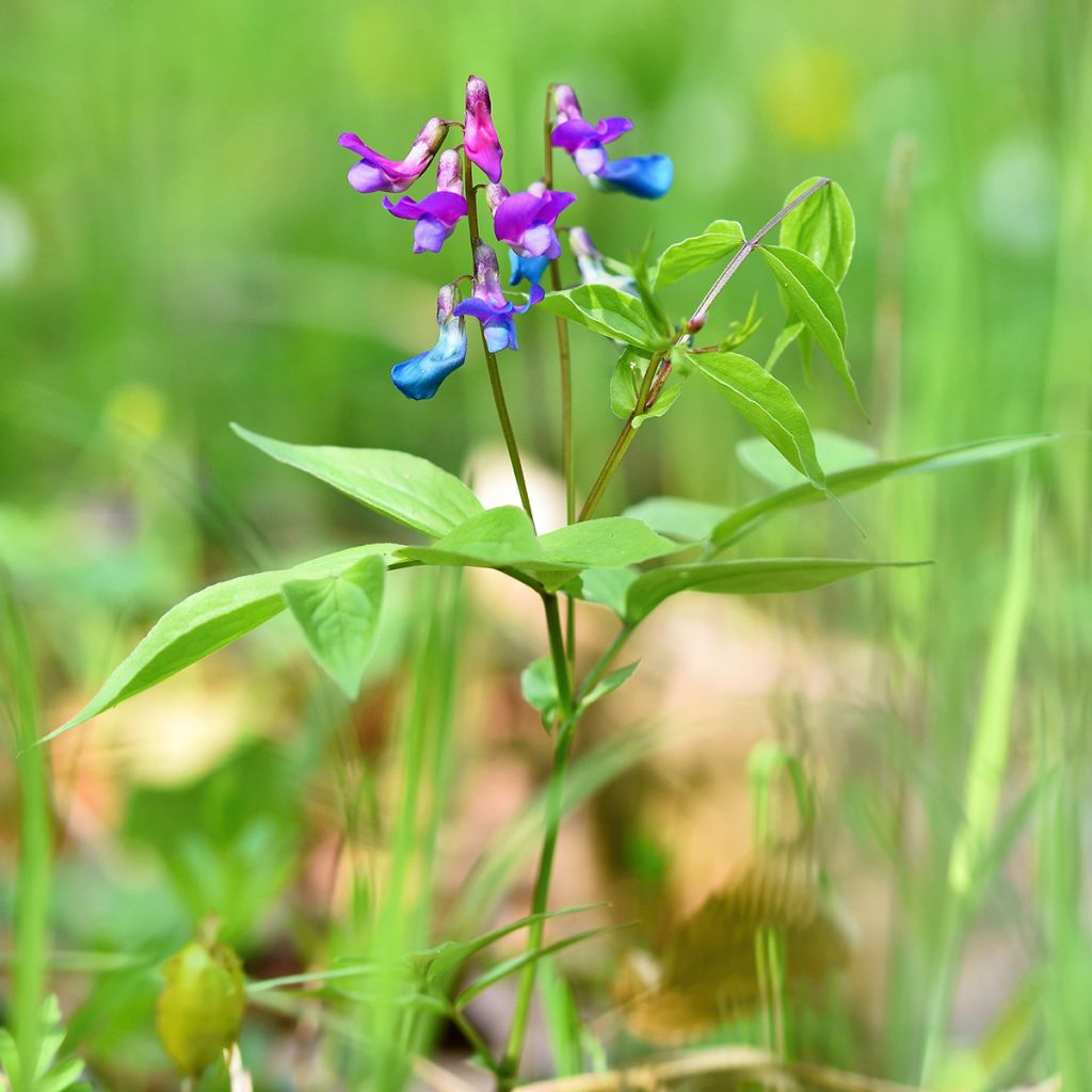 Lathyrus vernus - Voorjaarslathyrus