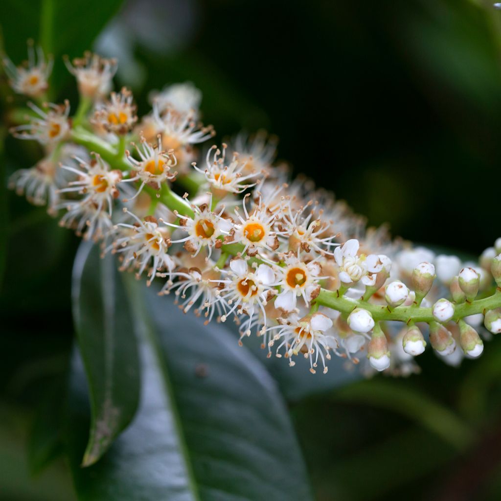 Prunus laurocerasus Genolia - Laurierkers