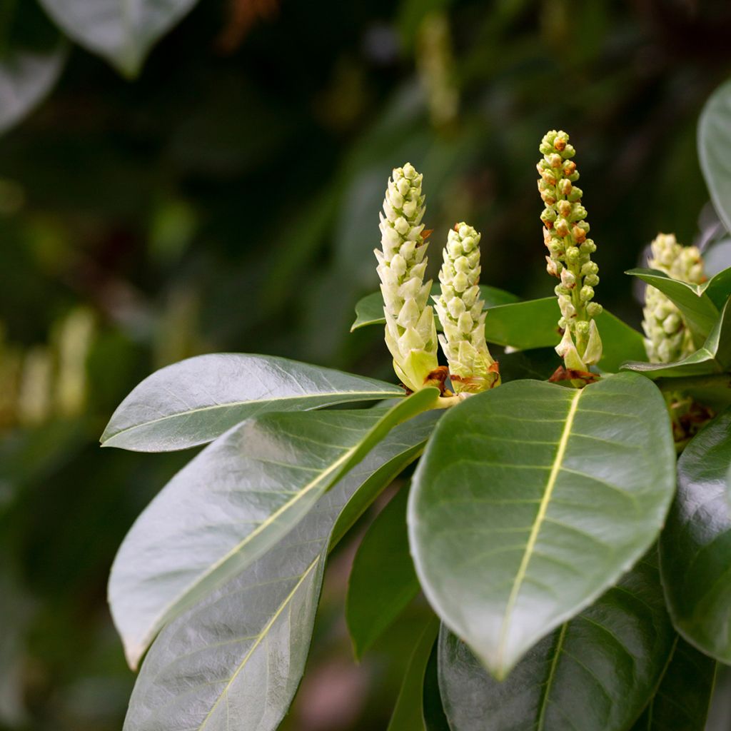 Prunus laurocerasus Genolia - Laurierkers
