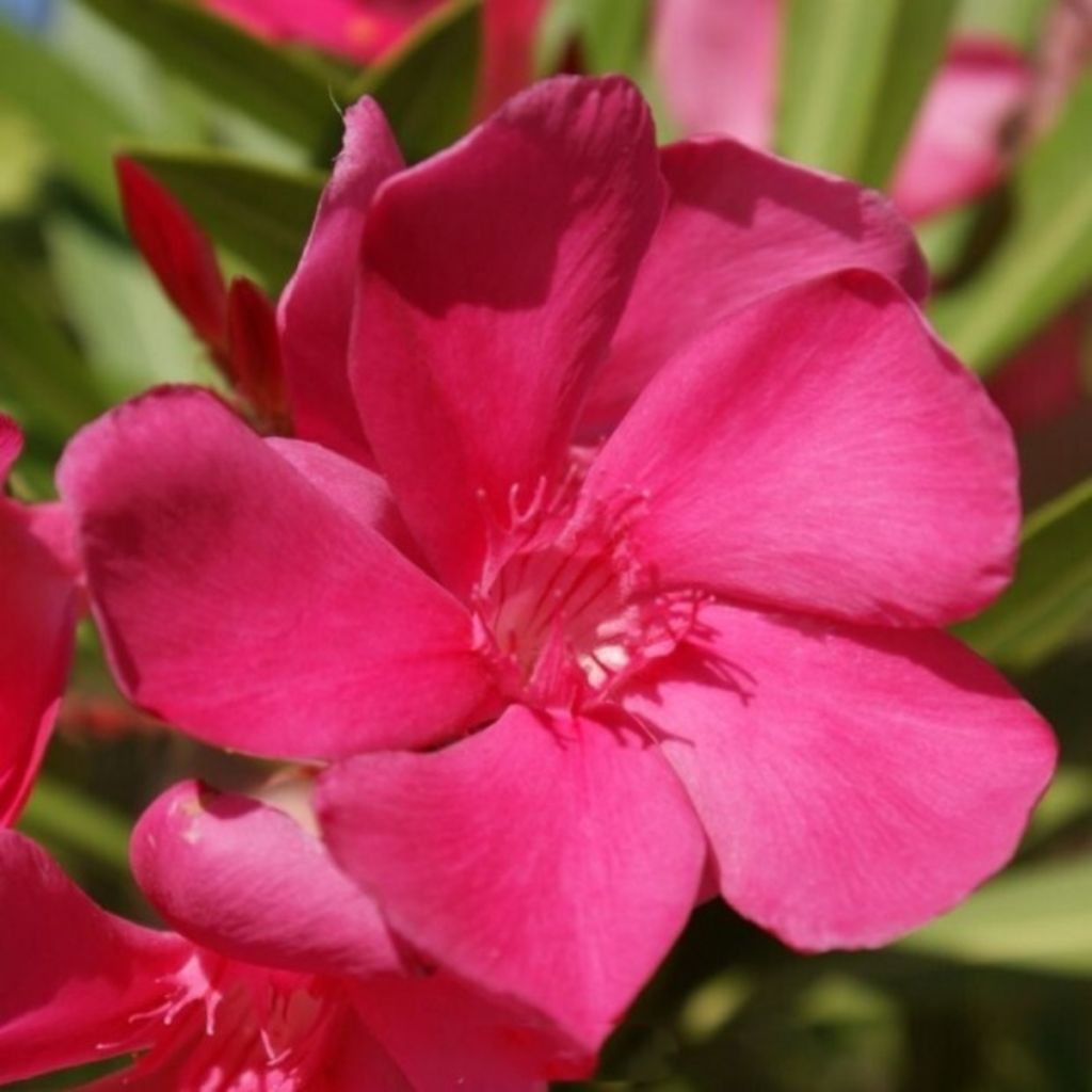 Nerium oleander Framboise - Oleander
