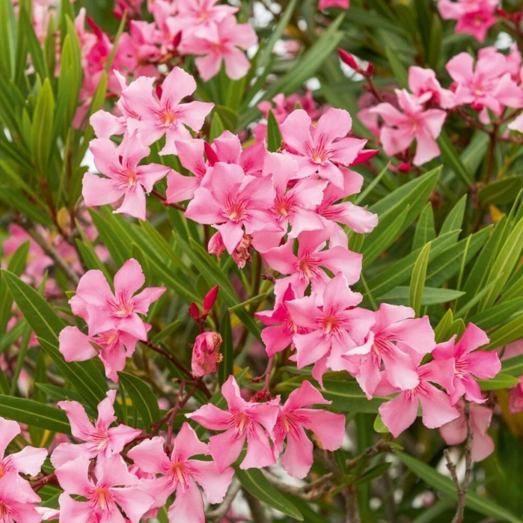 Nerium oleander Margarita - Oleander
