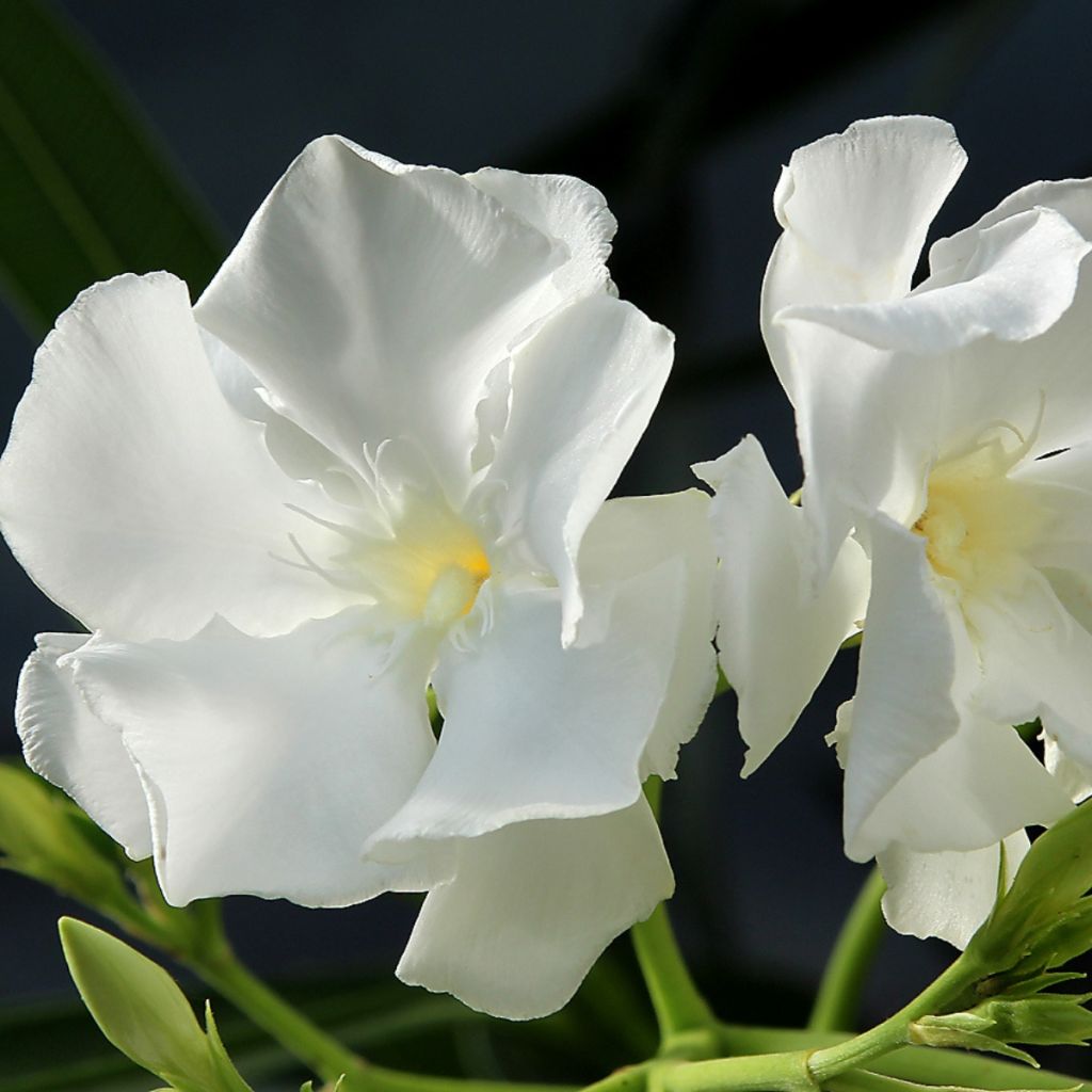 Nerium oleander Mont Blanc - Oleander